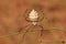 Argiope lobata spider , family Araneidae