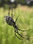 Argiope lobata spider from side view