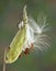 Argiope spider on milkweed