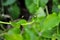 Argiope trifasciata. silver garden spider eating