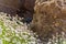 Argiope trifasciata spider hid in the center of its web above the endemic mountain flowers. Close up, blurred lava rocks in the