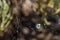 Argiope trifasciata spider hid in the center of its web mountains. Close up, blurred lava rocks in the background. Tenerife,