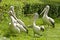 Arguing australian pelicans