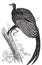 Argus giganteus or Great pheasant, common specie of pheasant old engraving