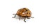 Argus Tortoise Beetle (Chelymorpha cassidea)