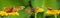 Argynnis aglaja butterflies on flower