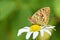 Argynnis aglaja , the dark green fritillary butterfly on flower in green background