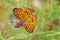 Argynnis alexandra butterfly open wings