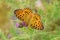 Argynnis alexandra butterfly open wings