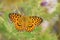 Argynnis alexandra butterfly open wings