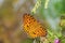 Argynnis alexandra butterfly open wings