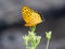 Argynnis hyperbius Indian fritillary butterfly flowers 5