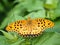 Argynnis hyperbius Indian fritillary butterfly on a leaf 10