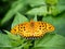 Argynnis hyperbius Indian fritillary butterfly on a leaf 11