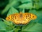 Argynnis hyperbius Indian fritillary butterfly on a leaf 13