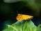 Argynnis hyperbius Indian fritillary butterfly on a leaf 2