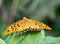 Argynnis hyperbius Indian fritillary butterfly on a leaf 7