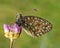 Argynnis niobe Butterfly(Niobe Fritillary)
