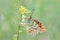 Argynnis niobe , the Niobe fritillary butterfly on flower in green background