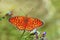 Argynnis niobe , the Niobe fritillary butterfly in green background