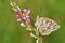 Argynnis niobe , the Niobe fritillary butterfly on pink flower