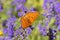 Argynnis niobe , the Niobe fritillary butterfly on purple flower , butterflies of Iran