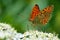 Argynnis niobe , The Niobe fritillary butterfly on white fower
