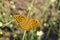 Argynnis pandora , the cardinal butterfly