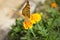 Argynnis paphia butterfly on orange flower