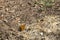 Argynnis paphia, butterfly sitting on the field