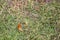 Argynnis paphia, butterfly sitting on the field