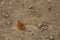 Argynnis paphia, butterfly sitting on the field. Typical butterfly of Tuscany..