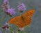 Argynnis paphia, Silver-washed Fritillary