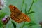 Argynnis paphia, Silver-washed Fritillary