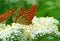 Argynnis paphia , The silver-washed fritillary butterfly