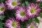 Argyranthemum frutescens-Argyranthemum frutescens
