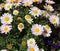 Argyranthemum frutescens \'Madiera Pink\'