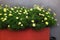 Argyranthemum frutescens or Marguerite daisy flowers grown in a red rectangular concrete planter.