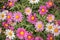 Argyranthemum frutescens, Paris daisy, marguerite daisy. Perennial plant for gardens, parks. Landscape design