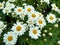 Argyranthemum `Madeira White Improved`