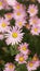 Argyranthemum pink flowers silver bush flower 4