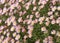 Argyranthemum pink flowers silver bush flower 7