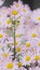 Argyranthemum pink flowers silver bush flower 93