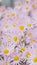 Argyranthemum pink flowers silver bush flower 94