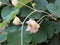 Argyreia nervous. Bouquet of flower buds from Elephant creeper.