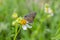 An Arhopala Atrax Butterfly On A Spanish Needle