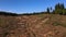 Arial view of deforestation and Illegal logging in forest. Cutting trees. â€‹Stacks of cut wood. Wood logs, timber logging.