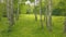 Arial view smiling young woman in forest. Follow me into forest