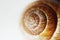 Arianta arbustorum is a medium-sized species of land snail, sometimes known as the copse snail , a terrestrial pulmonate gastropod