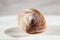 Arianta arbustorum is a medium-sized species of land snail, sometimes known as the copse snail , a terrestrial pulmonate gastropod